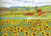 Sunflower field -  