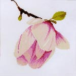     Magnolia bud -  