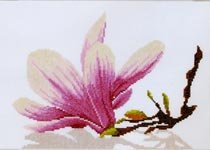     Magnolia twig with flower