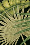       2 - Palm leaves 2